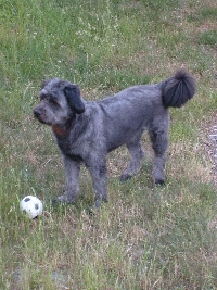 This is Lumpi with short hair. He is posing for me!